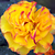 Galben-roșu - Trandafir pentru straturi Floribunda - Jelroganor